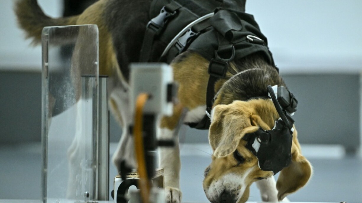 Cão equipado com sensores aproxima o focinho de uma amostra num laboratório.