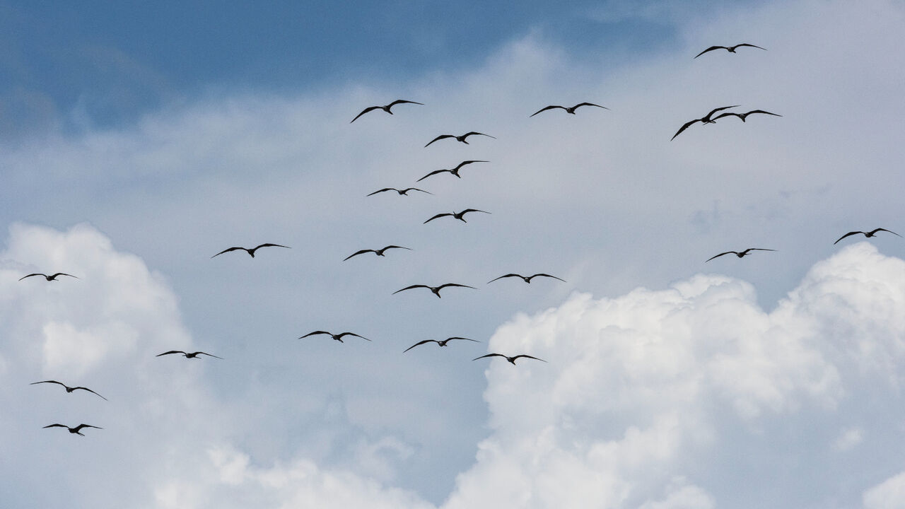 Bando de aves em voo sob um céu nublado.